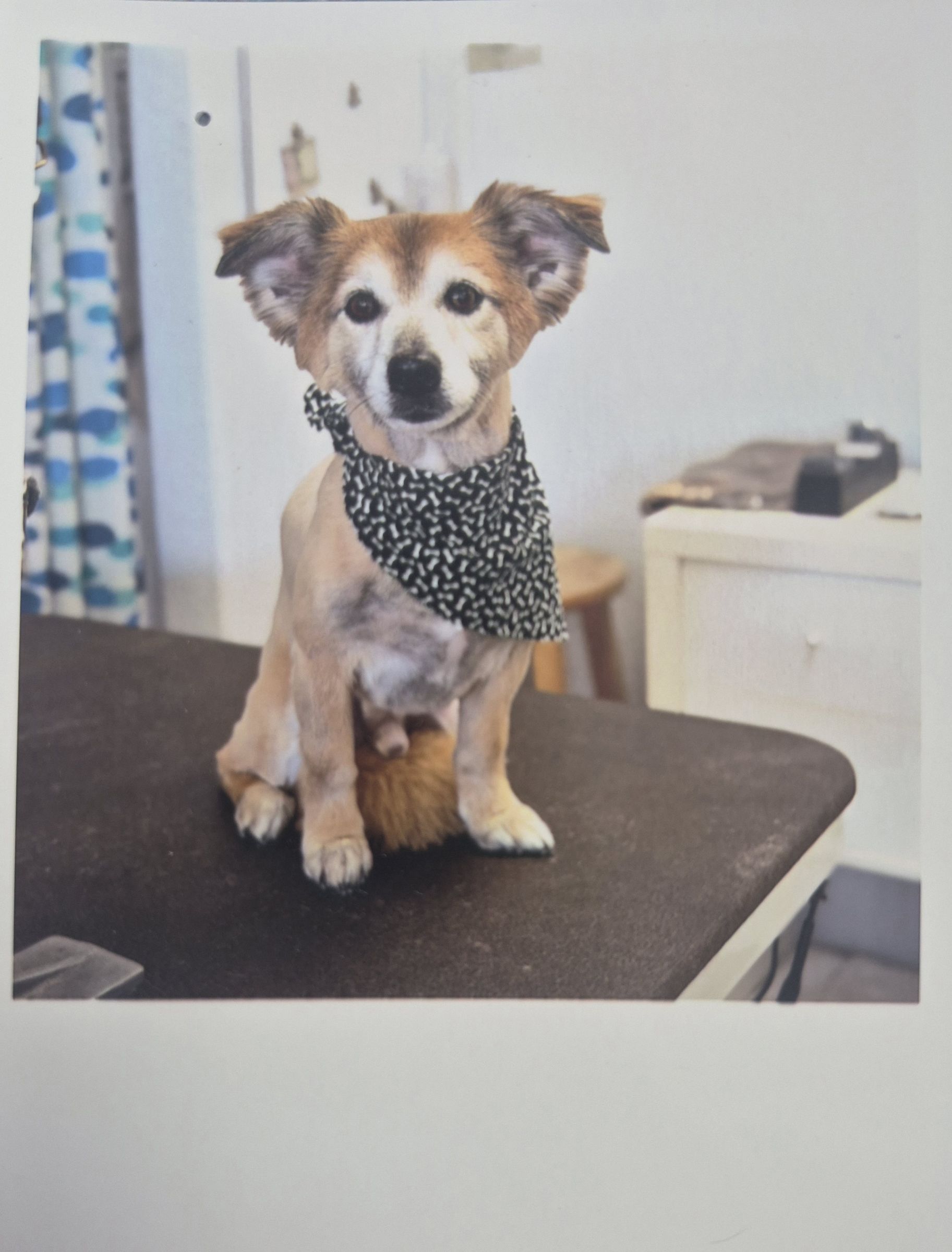 Groomed dog wearing a bandana on the grooming table