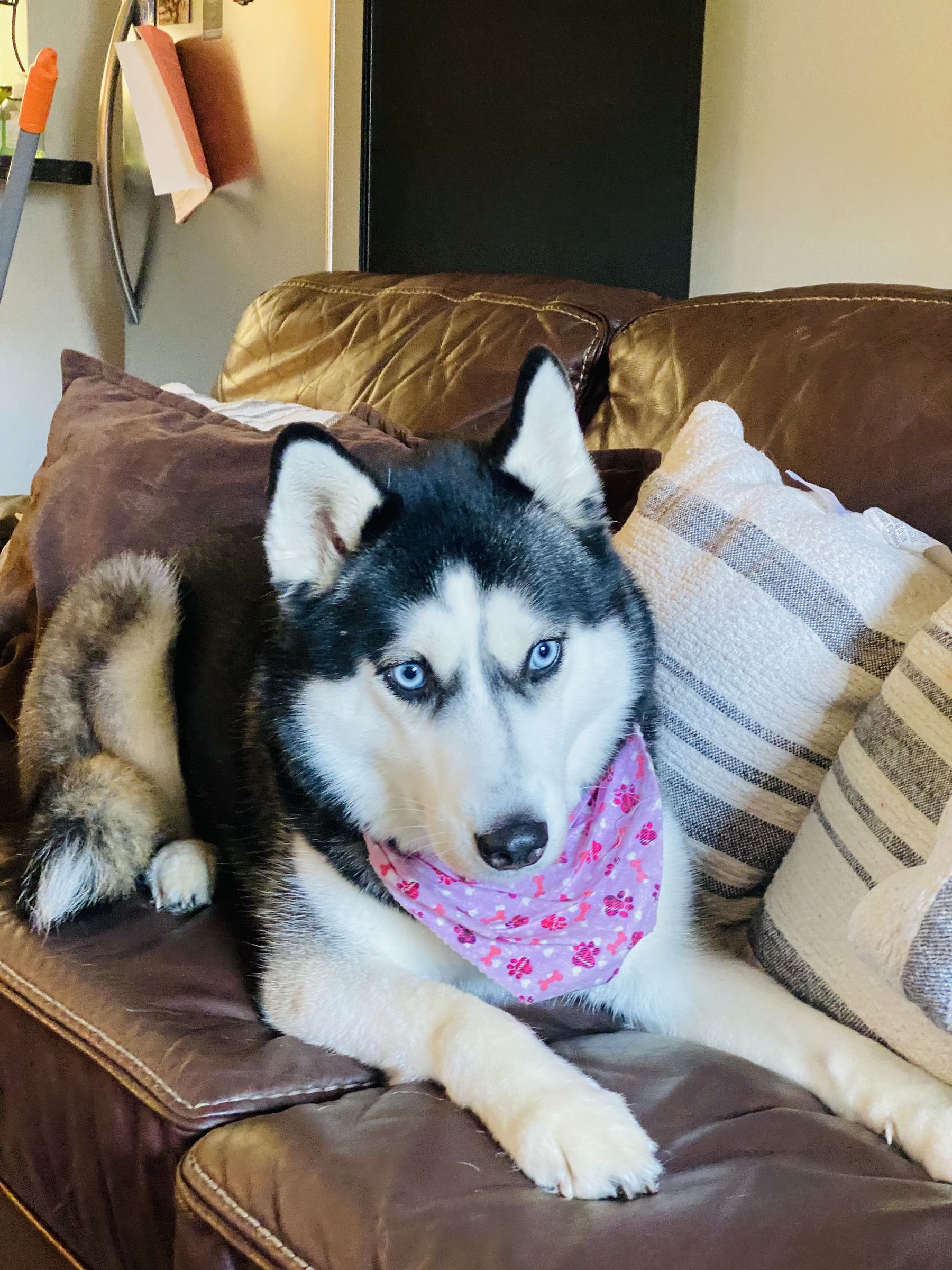 Husky in a pink bandana on the couch after grooming