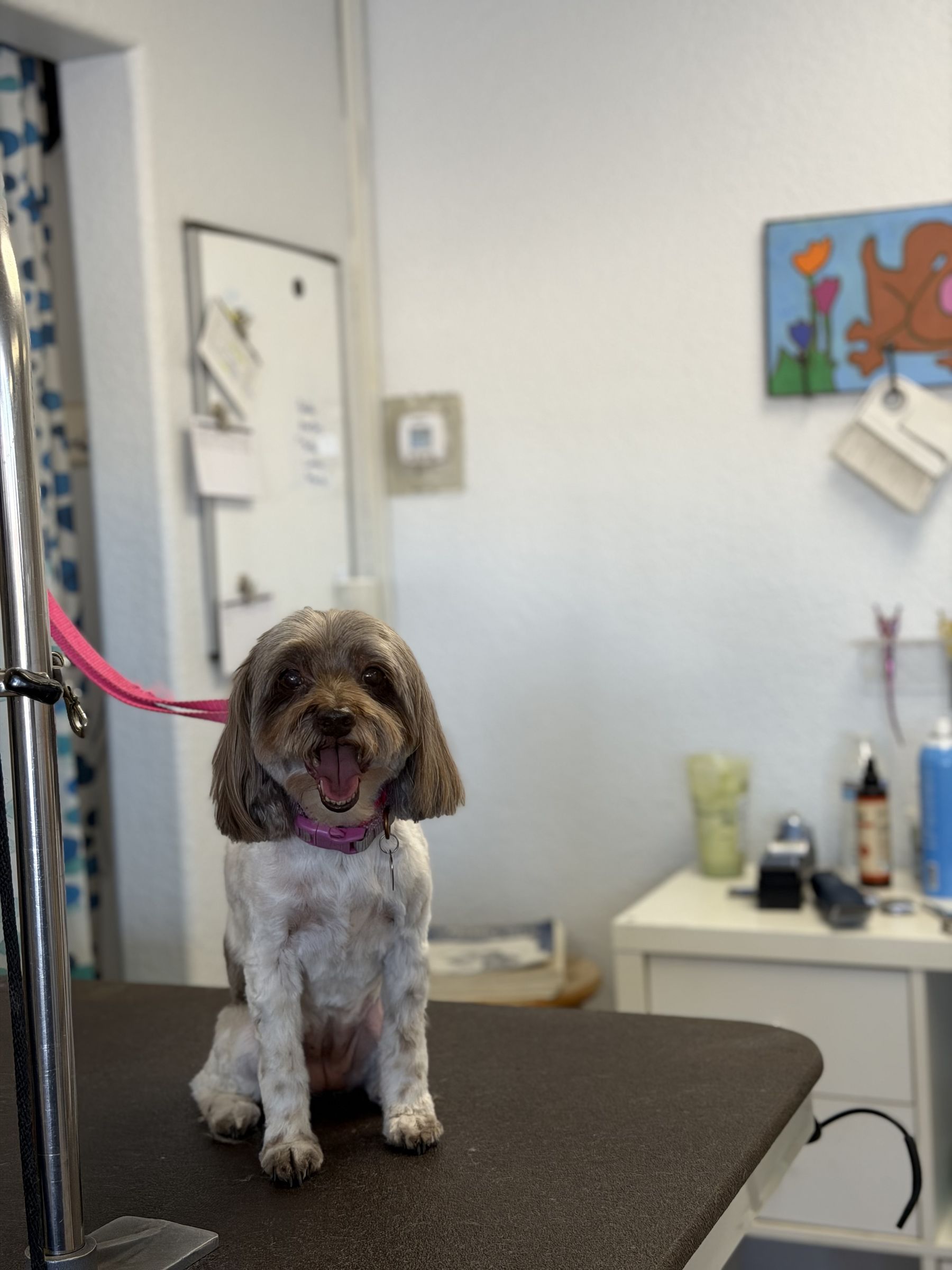 Small brown-and-white dog on the grooming table in the salon